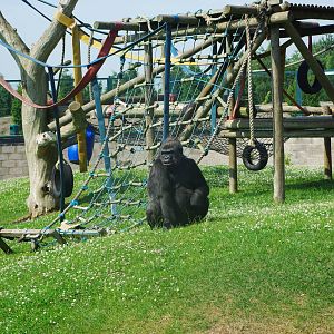 Twycross Zoo - Western Lowland Gorilla