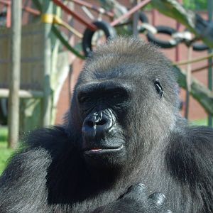 Twycross Zoo - Western Lowland Gorilla