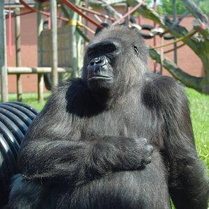 Twycross Zoo - Western Lowland Gorilla