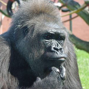 Twycross Zoo - Western Lowland Gorilla