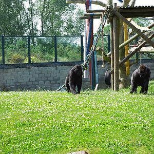 Twycross Zoo - Western Lowland Gorilla