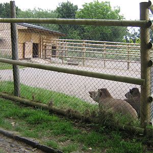 Dartmoor Zoo June 2009