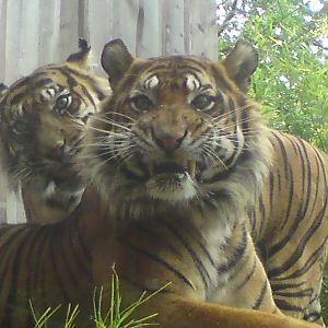 Sumatran tigers