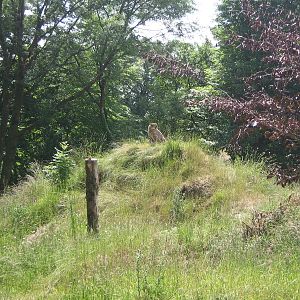 Dartmoor Zoo June 2009