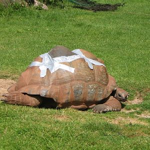 Giant Tortoise at Paignton June 2009