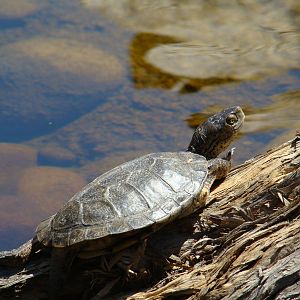 Pacific Pond Turtle