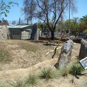 Pronghorn and Camel mixed exhibit