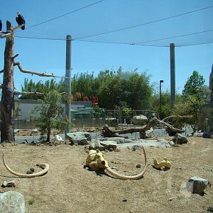 California Condor exhibit