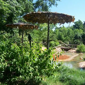 Macaws and Flamingos
