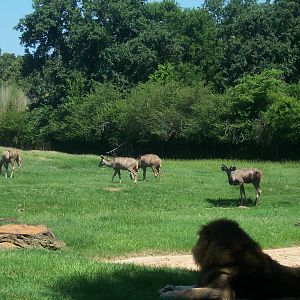 Lion and Kudu