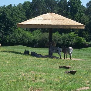 Grevy's Zebra and Wildebeest