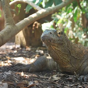 Komodo dragon