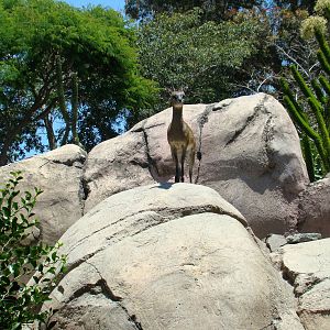 Klipspringer