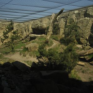 Puma-canyon at Bremerhaven zoo