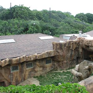 Gorilla Valley - Exterior
