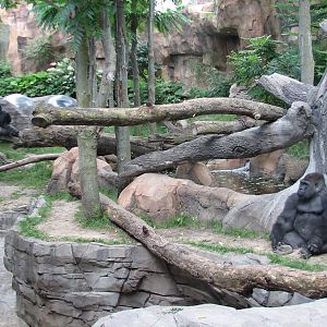 Gorilla Valley - Bachelor Exhibit