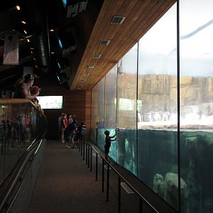 Kingdom of the Seas - South Polar Kingdoms Penguin Exhibit