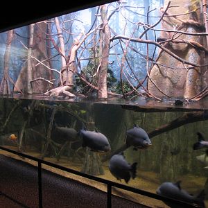 Kingdom of the Seas - Tropical Kingdoms Amazon Exhibit