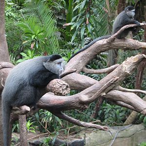 Lied Jungle - Blue Monkeys