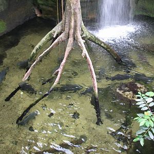 Lied Jungle - Amazon Fish Exhibit