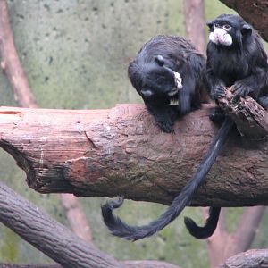 Lied Jungle - South American Monkeys