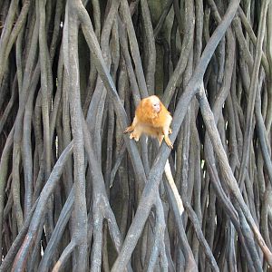 Lied Jungle - Free-Roaming Golden Lion Tamarin