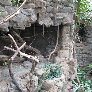 Lied Jungle - Clouded Leopard Exhibit
