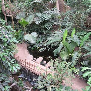Lied Jungle - View down to Forest Floor Trail