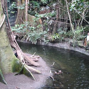 Lied Jungle - Forest Floor