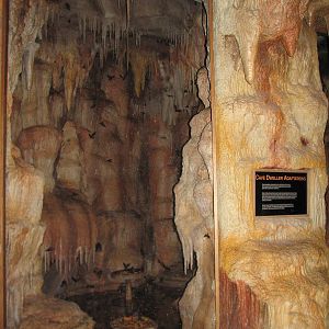 Kingdoms Of The Night - Wet Cave Bat Exhibit