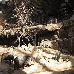 Desert Dome - Peccary Exhibit with Ocelot Exhibit above