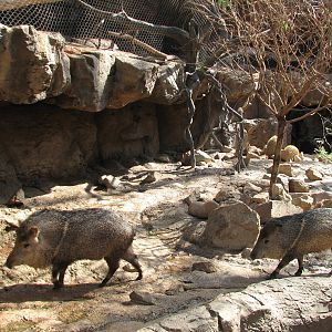 Desert Dome - Peccary Exhibit