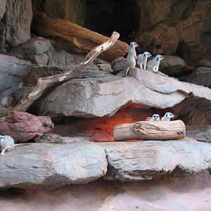 Desert Dome - Meerkat Exhibit