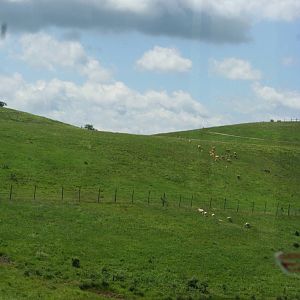Persian Onager and Pere David's Deer