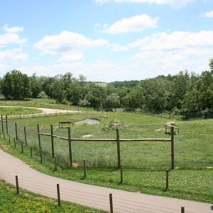 African Wild Dog Enclosure