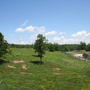 Cheetah Enclosure #3