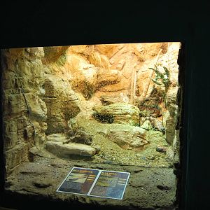 The terrarium of the Gila Monster