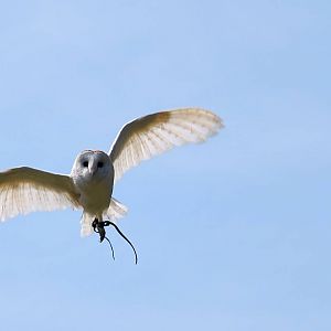 Barn owl flying