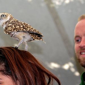 Burrowing owl training