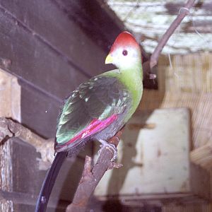 Red-crested Turaco at Grangewood Zoo 2005