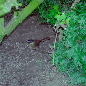 Spotted Laughingthrush at Grangewood Zoo 2005