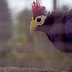 Lady Ross's Turaco at Grangewood Zoo 2005