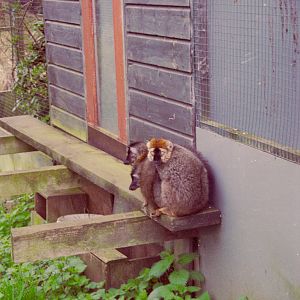Red-fronted Lemurs at Grangewood Zoo 2005