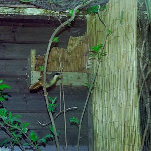 Rufous-vented Laughingthrush at Grangewood Zoo 2005