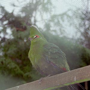 Black-billed Turaco at Grangewood Zoo 2005