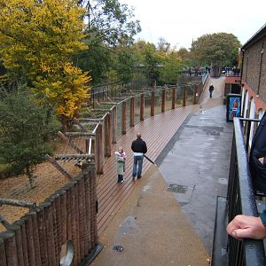 African Hunting Dogs walkway