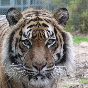 Jaka up by a glass viewer