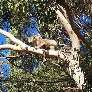 Koala In Front Garden!!