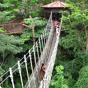 Suspension Bridge, Lory Loft - Jurong Bird Park