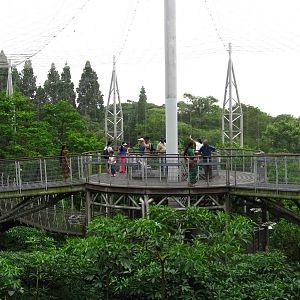 Viewing tower and link bridges, Lory Loft - Jurong Bird Park